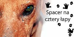 pies - zdjęcie