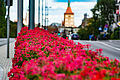 Kwiaty wzdłuż jednej z olsztyńskich ulic